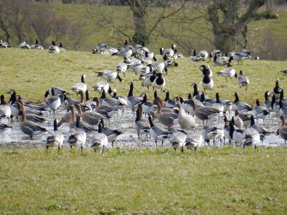 Shelduck Cottage Mainsriddle Exterior foto